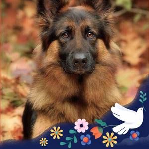 Meet your Posher, Cailey